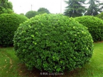 海桐球栽培养护管理方法