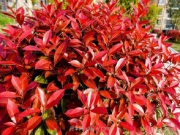 红叶石楠球栽植修剪注意事项