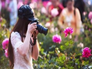 夏天注意4个方面的养护工作，月季花才能安全无忧的度夏