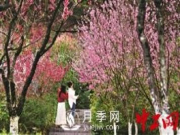 “花经济”如何才能“常开不败”？