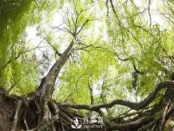 苗木养护，详细的『植物根部』知识普及！