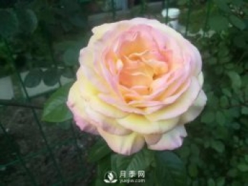 真的！懒人也能种好月季花