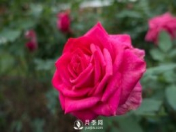 春天养月季，杜绝病虫害！做好这几点对后期生长有利