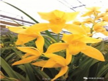 杂交兰家庭养护“九字诀”