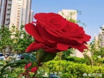 月季苗千差万别，那么怎样让月季长势好呢？