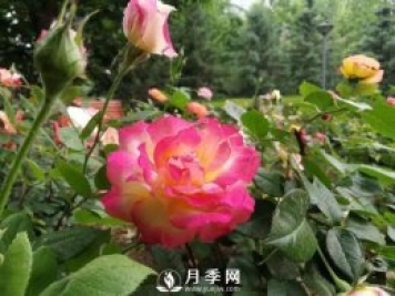 北京石景山 月季花开惹人醉