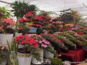 推荐10种冬季温度低也能正常生长的花卉品种