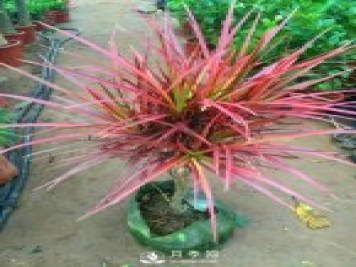 5种小众网红花，好看又有特点，值得入手