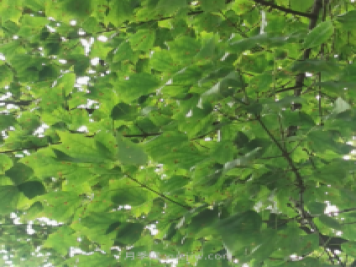 三角槭叶片斑斑点点，得了叶斑病怎么办？