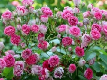 推荐花量大生长快的4种藤本月季花，适合打造花墙拱门