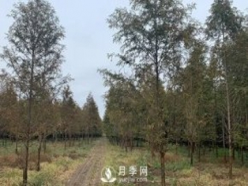 月季苗圃占了永久基本农田，会不会被罚？