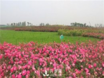 多头丰花月季有那些品种，丰花月季排行榜！