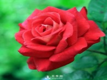 藤本月季几年能爬墙呢？