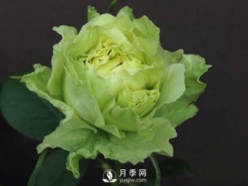 月季的嫁接方法你知道吗？