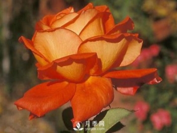 水溶肥——专门为月季调配的肥料