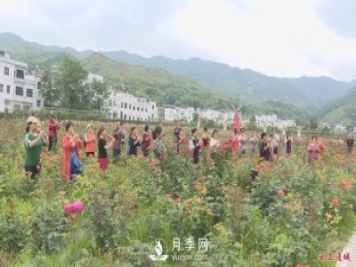 湖北通城：月季赏花经济打造美丽乡村新面貌
