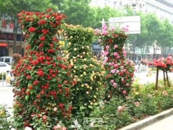 月季花球在城市绿化中的运用