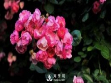 推荐6个特别好看的藤本月季品种