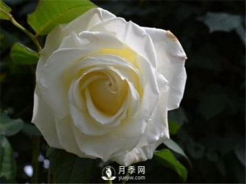 3月份月季花栽培与管理方法你知道吗？
