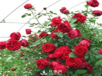 红色系的藤本月季，简直美得让人惊叹！