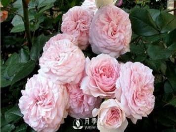 哪些因素决定花卉苗木价格？