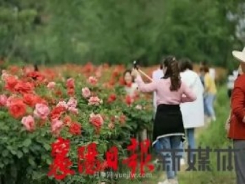 襄阳保康：简家坪村月季花海引来众多游客打卡