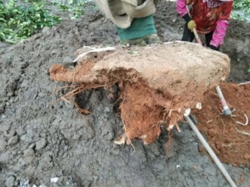 大树土球破损散球移栽后，几个诀窍快速提高复壮能力