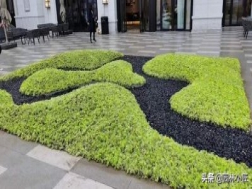 金叶佛甲草在园林景观中的应用