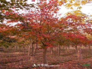 五角枫有哪些特征？南阳五角枫病虫害防治