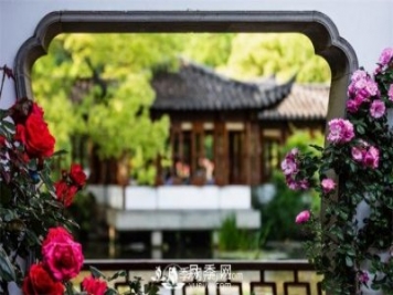 养月季我们要避免踩的一些坑