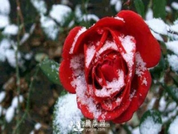 冬季月季为什么要修剪？修剪时应注意几点？