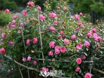 适宜在居室内栽种的花卉植物，月季能吸收有害气体