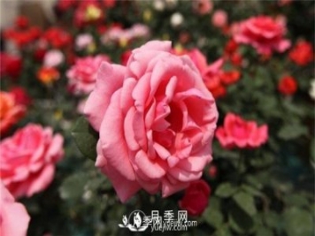 温室花卉特性分类了解