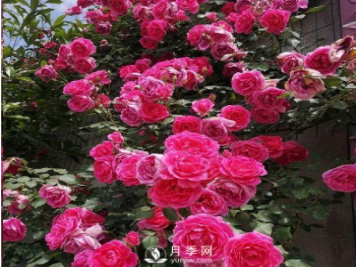这三款耐热藤本月季品种，红粉黄都有了