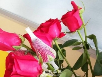 玫瑰月季花网套如何使用？套的方法看这里！