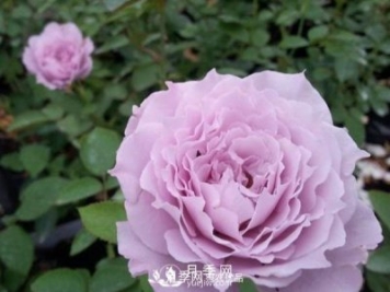 蜻蜓月季是一款浓香型的月季