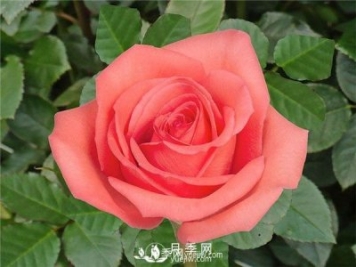 值得种植栽培的切花月季品种推荐