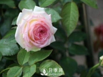 通过4点做好月季花期护理，你的月季花才能越开越好