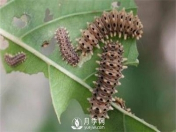 月季黄刺蛾(洋辣子)防治办法