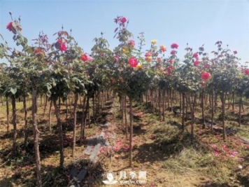 南阳快速培育树状月季方法大全！从嫁接到管护
