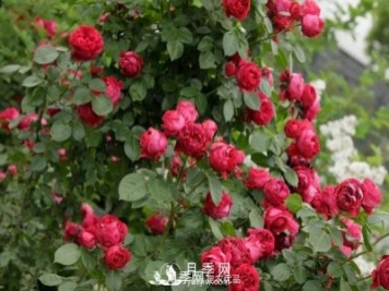 地栽藤本月季的浇水问题