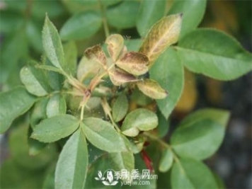 别再傻傻撸叶子了，这才是对付红蜘蛛的必杀技！