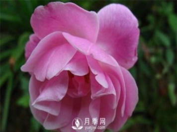 城市绿化、园林美化—地被月季