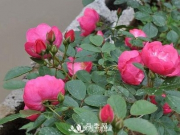 藤本月季的栽植养护技术