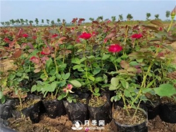 怎样使盆栽月季花开不断？