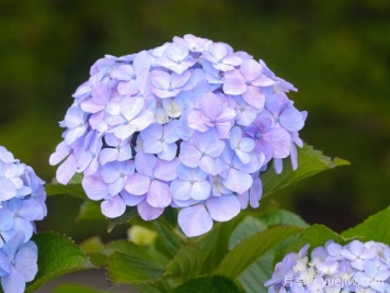 绣球花如何养护？掌握这几点，立马花团锦簇