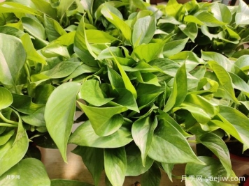 十大最好养的花是什么？