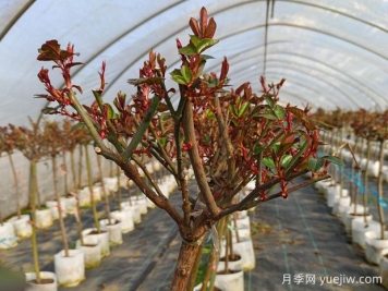 3月份月季管理办法，开花多不生病轻松爆盆