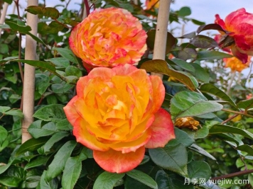 月季叶片有学问，缺肥、缺素还是肥伤，你能分清吗？