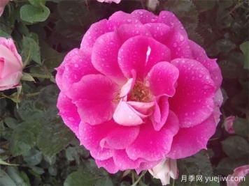 6种花，四季开花不停，堪称开花机器